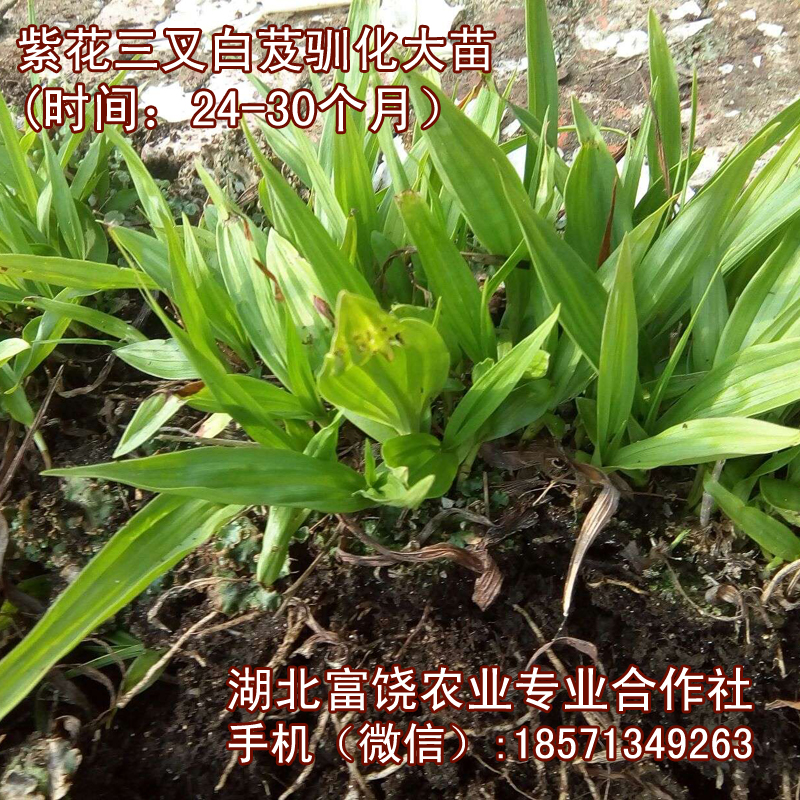 湖北紫花三叉白芨驯化大苗种植基地直销直接种植成活率高