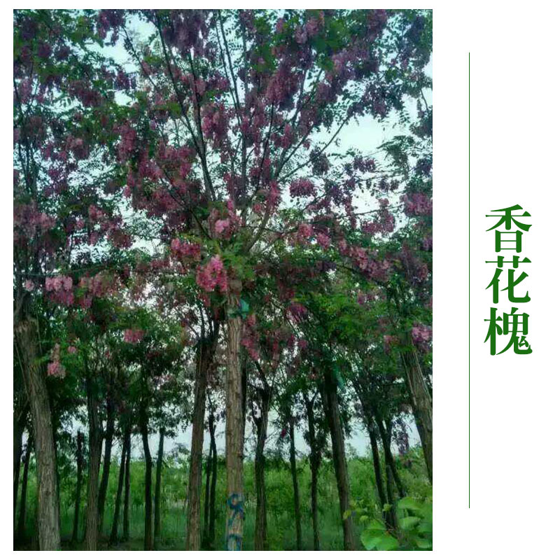 北京香花槐批发 香花槐苗 直供绿化工程 香花槐厂家优惠价直销