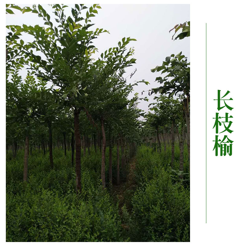 北京长枝榆树 木长枝榆树苗 直供绿化工程 北京长枝榆哪家好