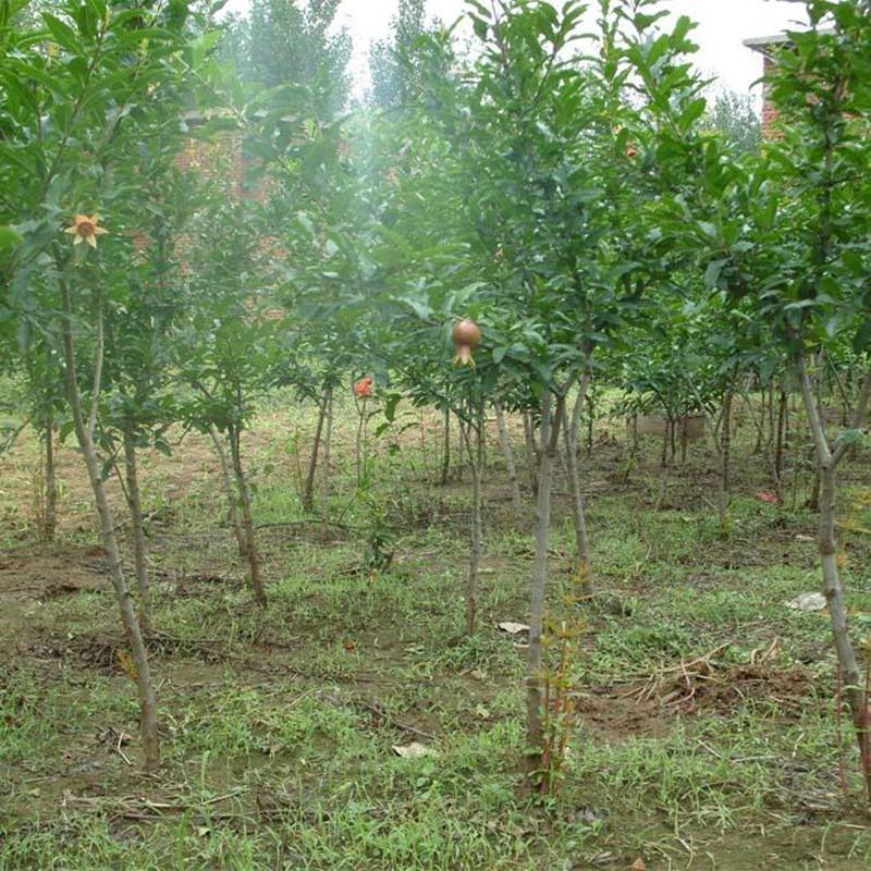 临沂石榴树批发基地/多少钱一棵