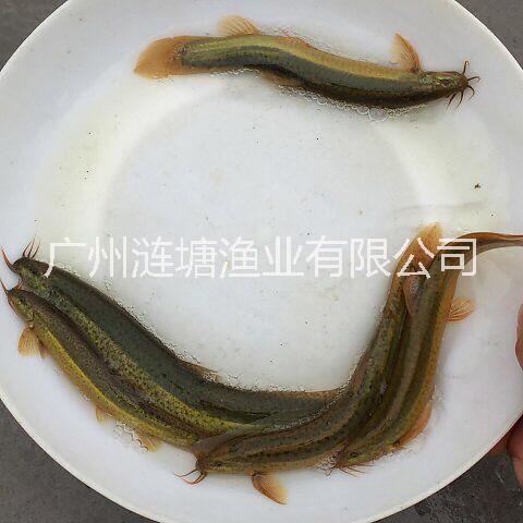 优质台湾泥鳅 大鳞副泥鳅 不钻泥的泥鳅苗