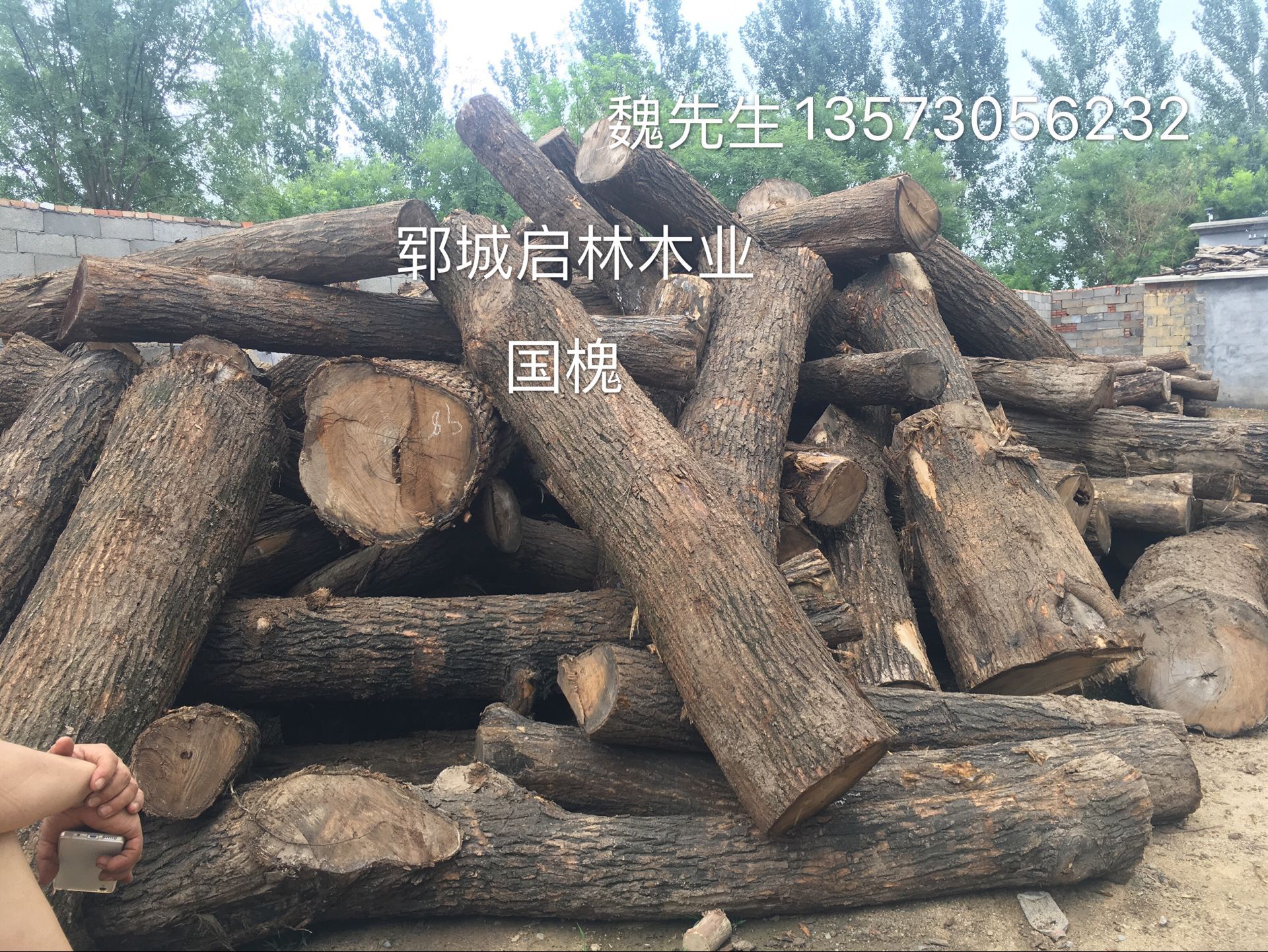 大量供应用于建筑/船舶/车辆/工艺品/木雕的优质大径国槐原木