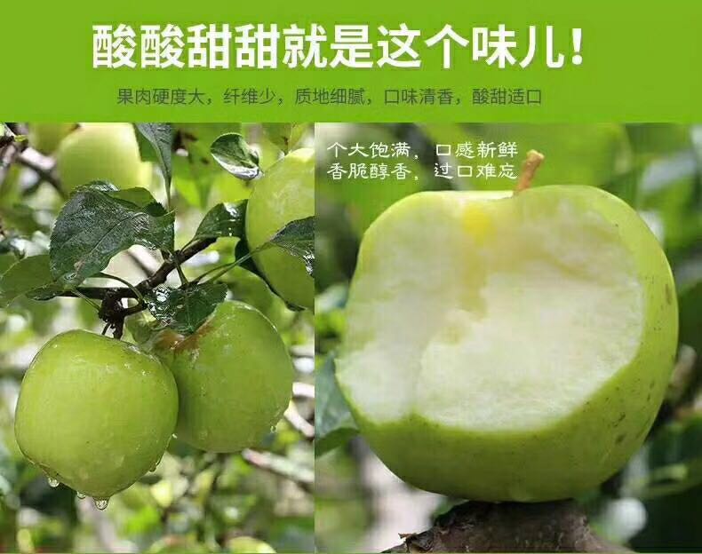 批发青苹果 新鲜水果 苹果批发 凉山苹果 富含维生素C 青苹果