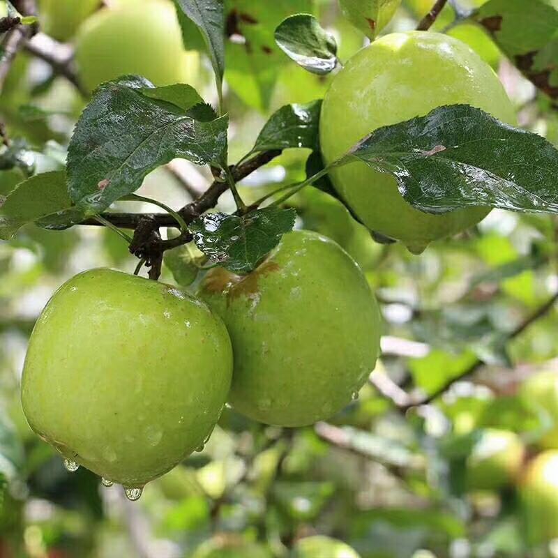 批发青苹果 新鲜水果 苹果批发 凉山苹果 富含维生素C 青苹果