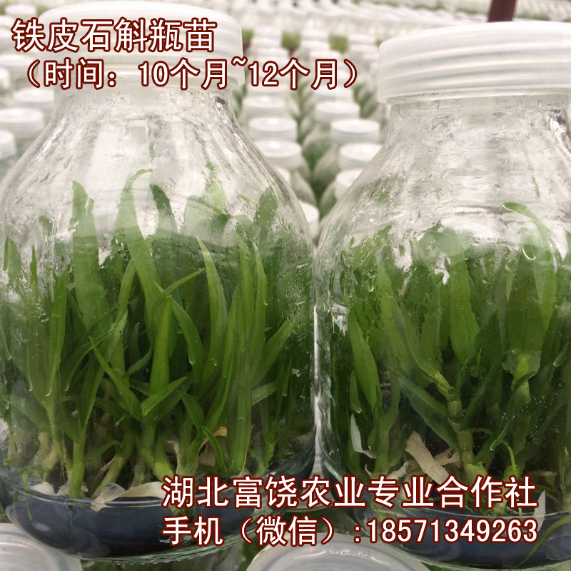 湖北铁皮石斛组培瓶苗批发