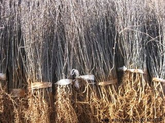 花椒苗 花椒树苗 大红袍花椒苗 山西花椒苗直销电话