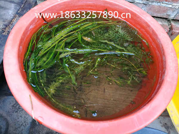 沉水植物金鱼藻净化水质能手18633257890图片