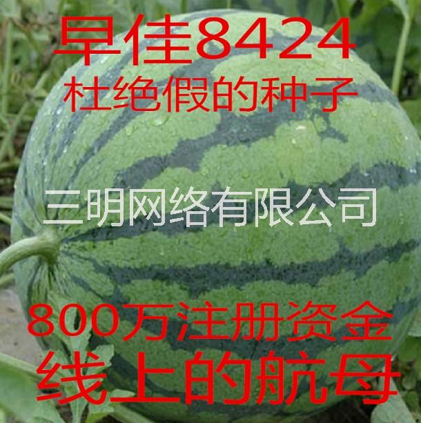 西瓜种子8424大西瓜大西瓜种子8424西瓜种子图片