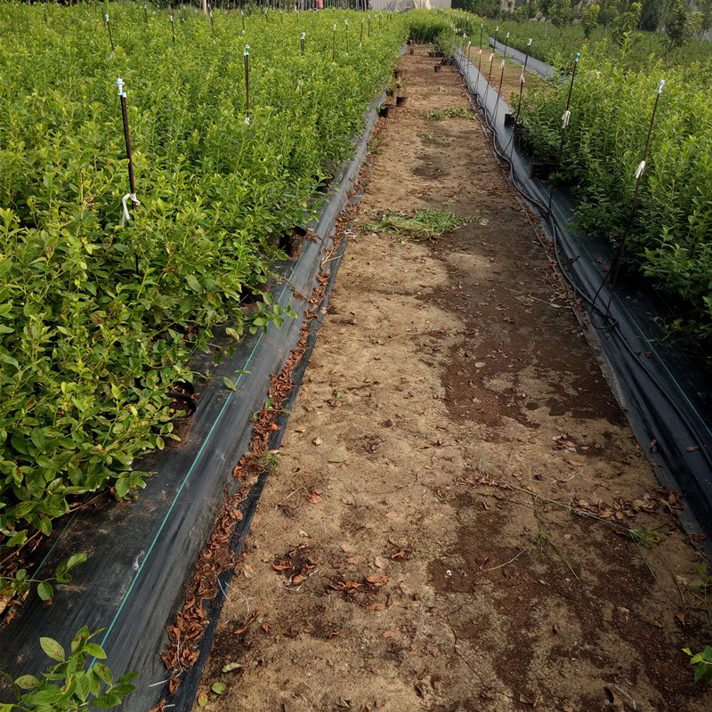 3年蓝莓苗图片价格蓝莓苗种植管理技术山东泰山蓝莓苗种植基地1-6年图片