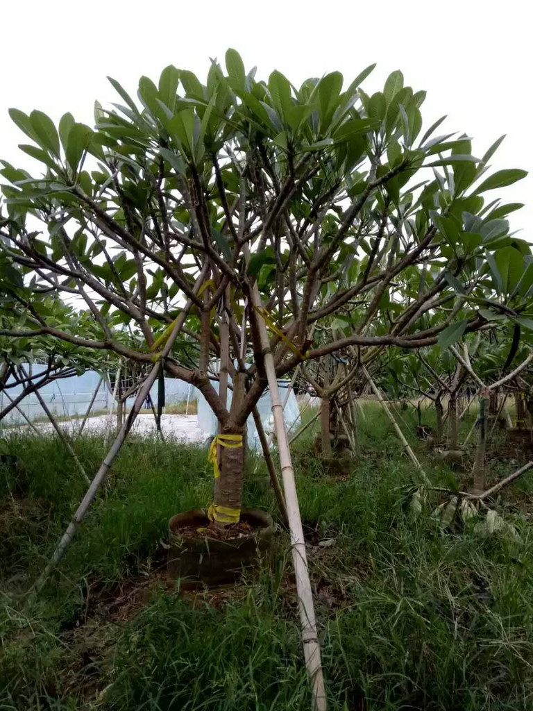 海南鸡蛋花优质苗木，海南鸡蛋花规格齐全，海南鸡蛋花大型种植场，海南鸡蛋花价格，海南鸡蛋花质优价廉