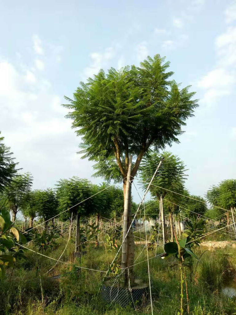 重庆蓝花楹量大从优，出售重庆蓝花楹，重庆蓝花楹供应，重庆蓝花楹基地，重庆蓝花楹苗木图片