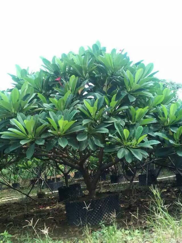 海南鸡蛋花价格，海南鸡蛋花种植基地，海南鸡蛋花批发商，海南鸡蛋花苗木，海南鸡蛋花采购