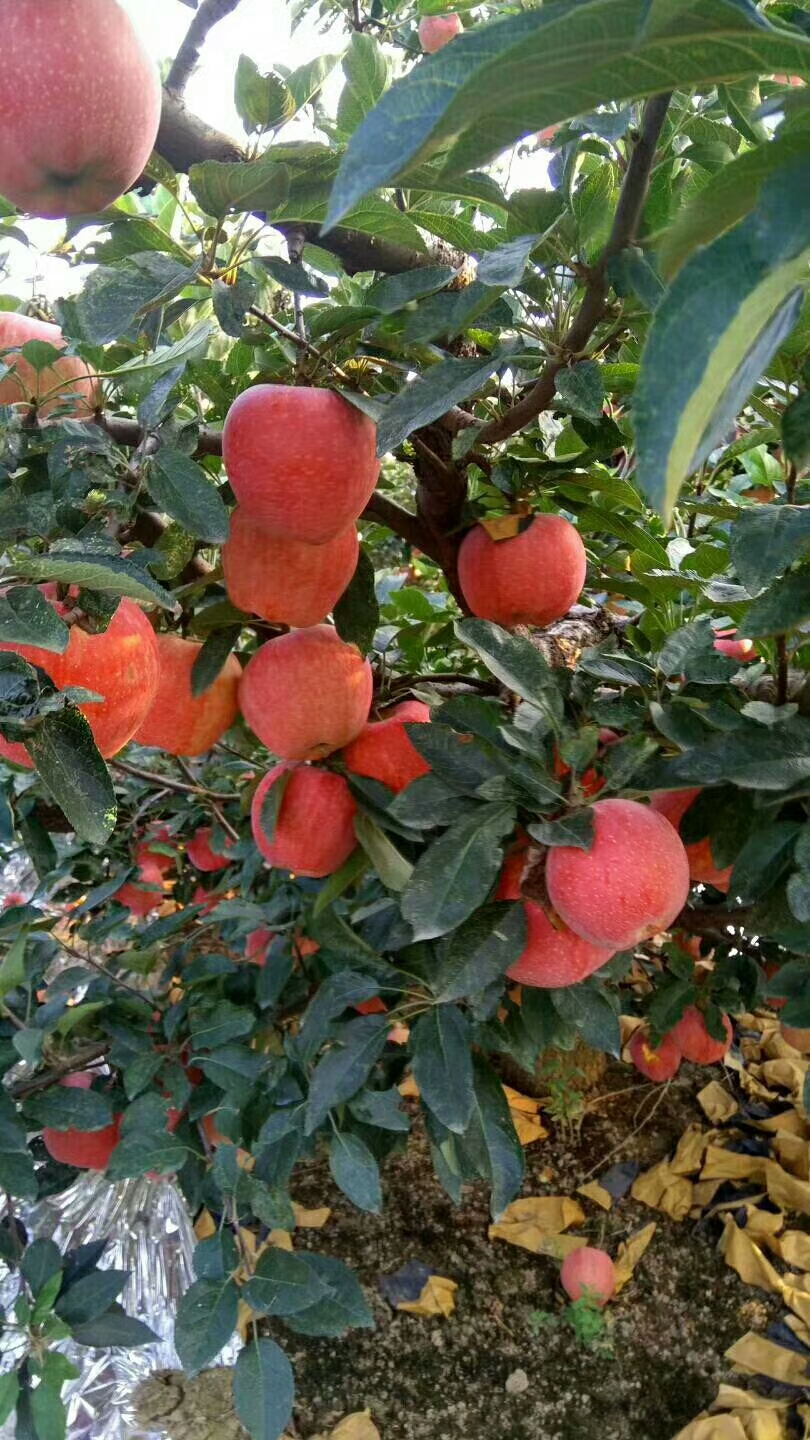 山东苹果供应基地