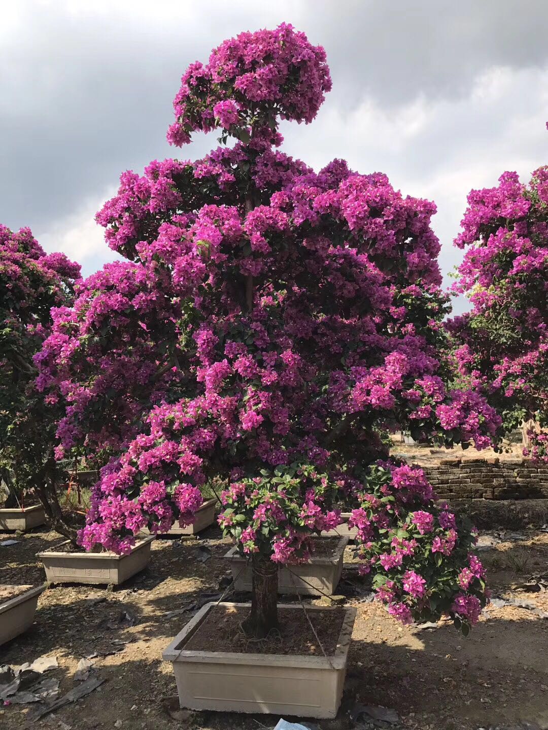 三角梅造型，三角梅基地直销，三角梅园林风景树，三角梅采购中心，三角梅量大从优，三角梅种植基地，工程绿化苗木，产品供应