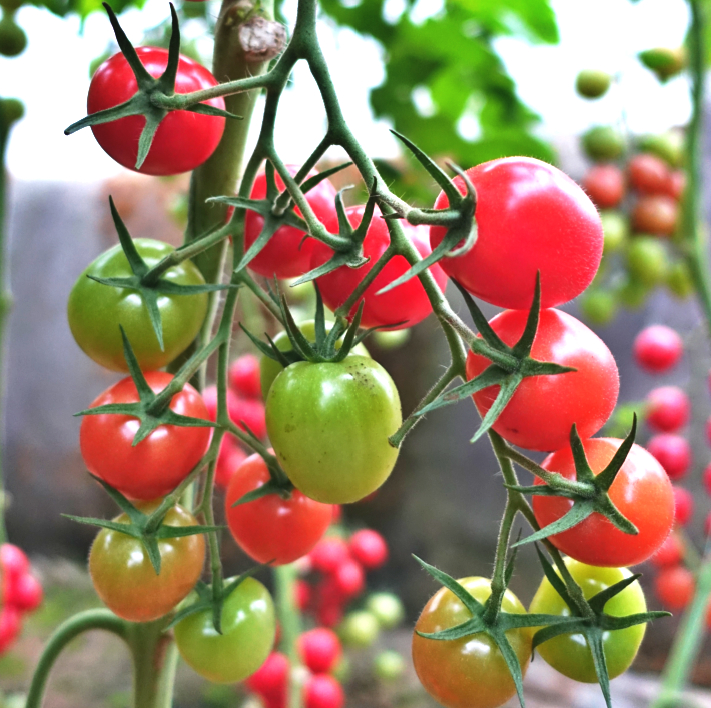 立新美娜西红柿种子 番茄种子 圣女果种子 广西水果企业 广西种子企业 广西种子公司 现代立新图片
