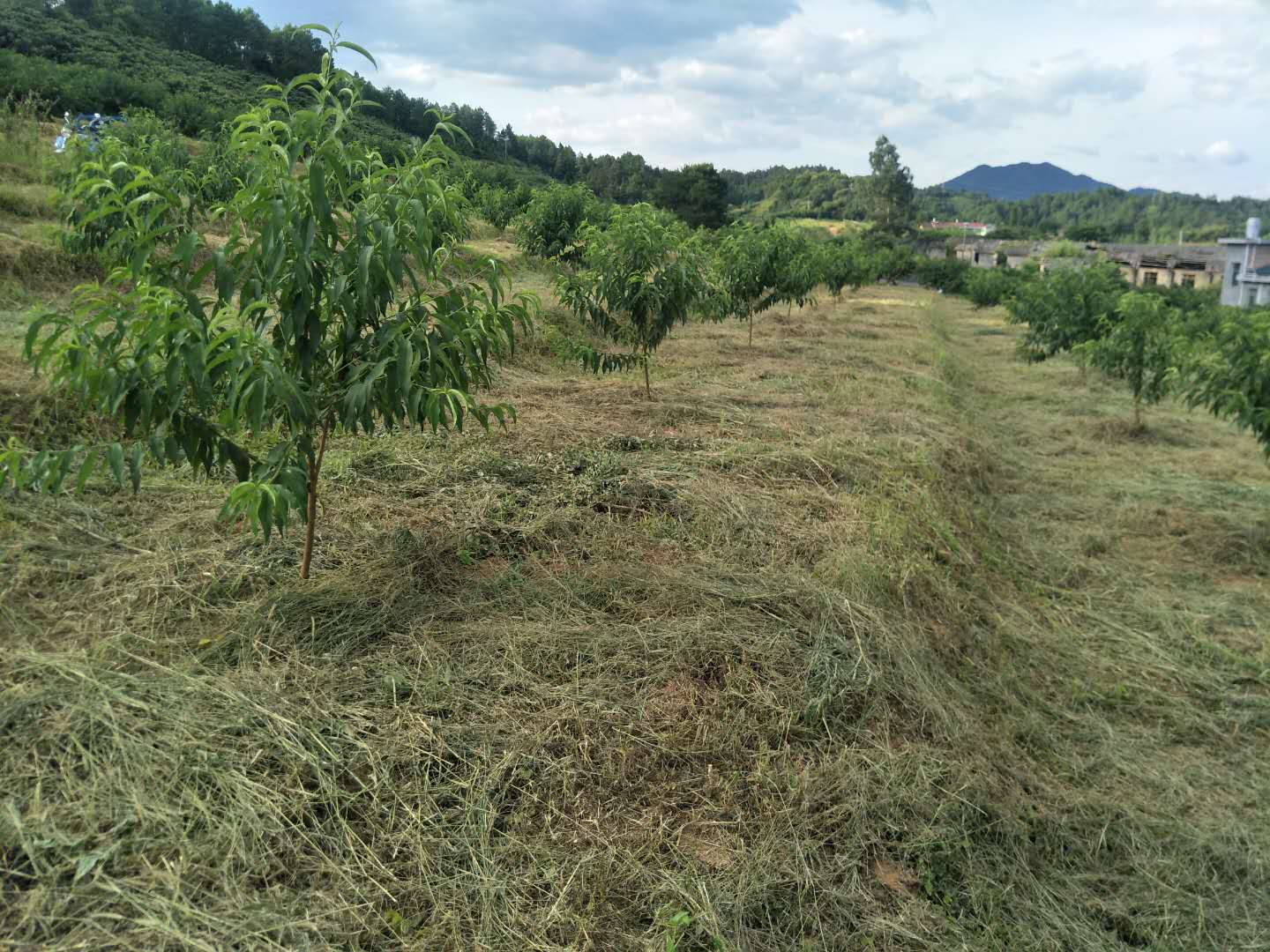 黄桃苗批发@黄桃苗木种植基地@黄桃苗木多少钱一棵 炎陵黄桃苗价格图片