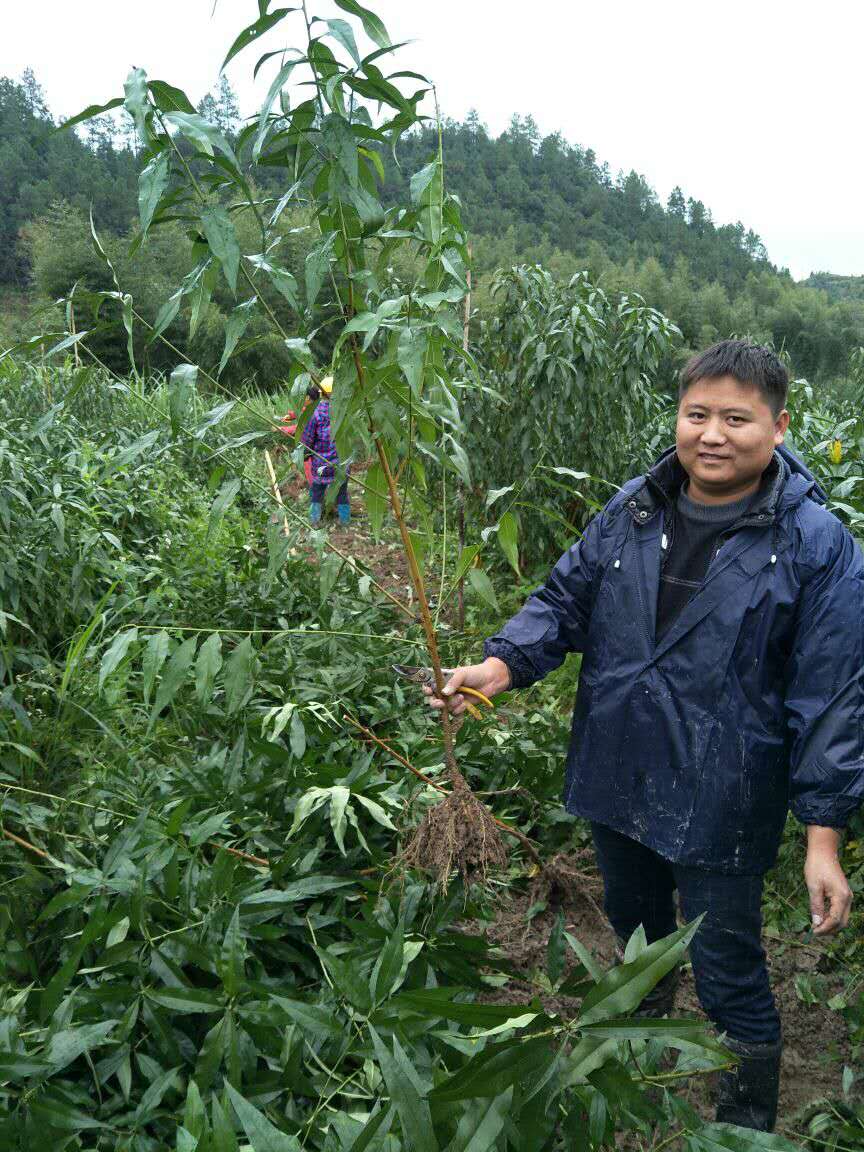 黄桃苗批发@黄桃苗木种植基地@黄桃苗木多少钱一棵 炎陵黄桃苗价格图片