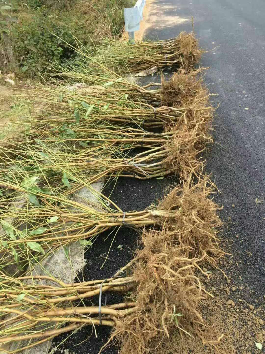 黄桃苗批发@黄桃苗木种植基地@黄桃苗木多少钱一棵 炎陵黄桃苗价格