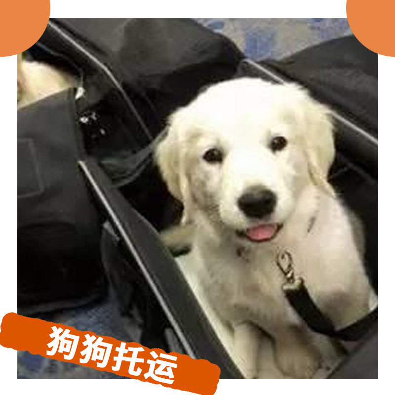 狗狗托运 宠物代运输 国际周游宠物托运服务与狗狗同游世界贴心之旅