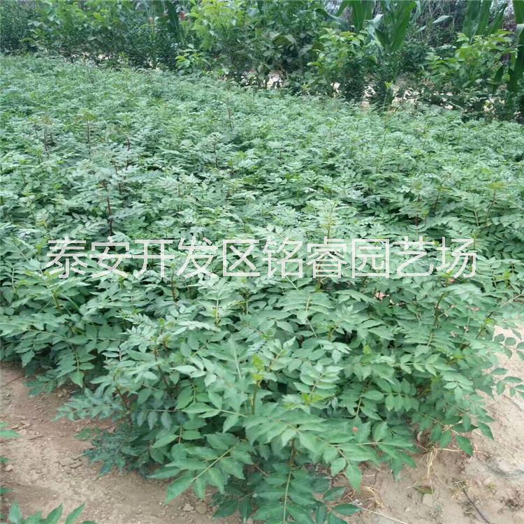 现货供应花椒苗 山东1公分花椒苗价格 泰安大红袍花椒苗批发图片