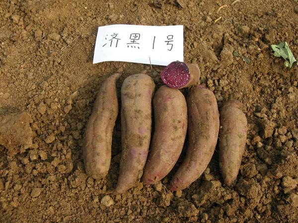 紫薯收购食品厂家