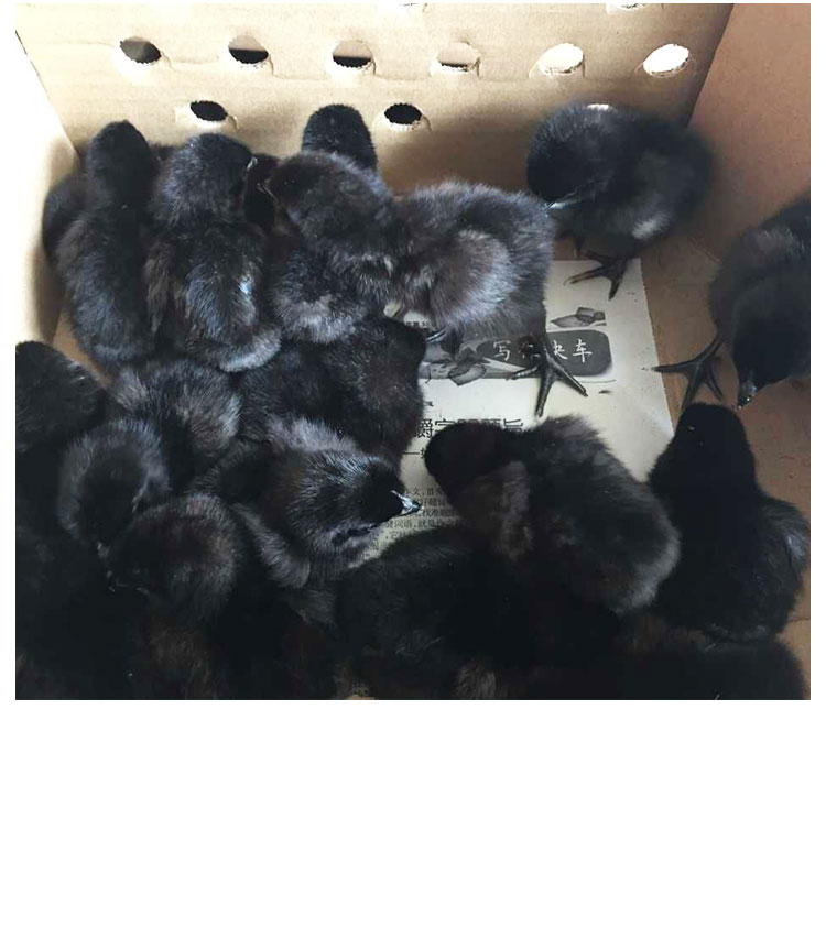 衡阳市五黑鸡厂家供应五黑鸡苗品种纯正黑毛黑皮黑肉黑骨黑内脏成活率高