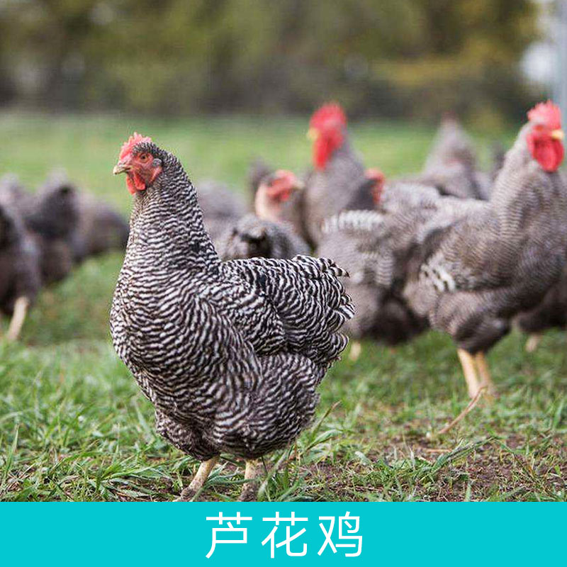 湖南芦花鸡养殖基地优质纯种芦花鸡苗生态散养芦花鸡包邮提供优质技术