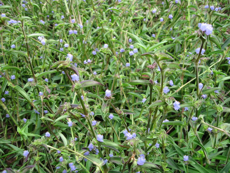 西安市露水草提取物 蜕皮激素厂家