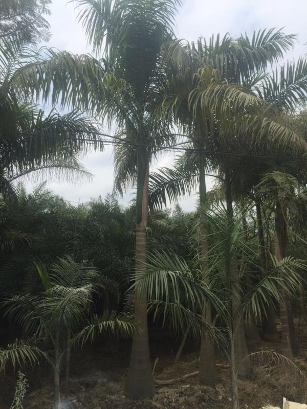 云南大王椰子种植基地批发