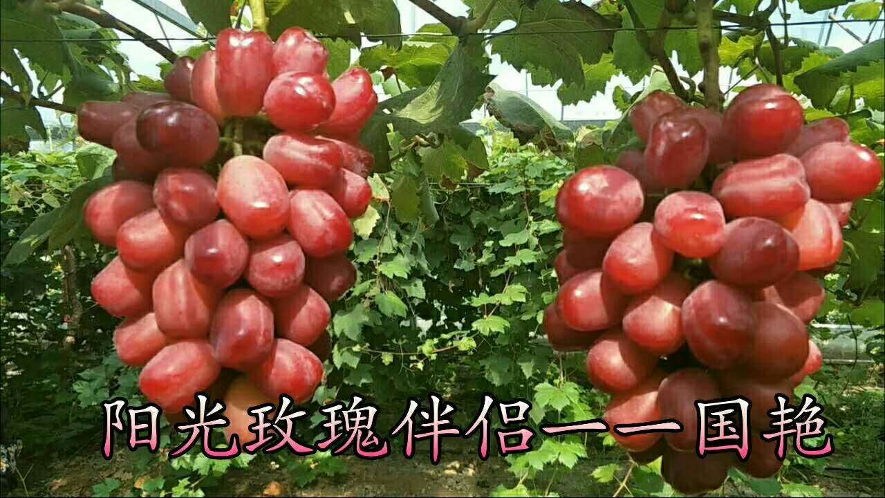 葡萄苗 葡萄直销厂家 葡萄供应商 阳光玫瑰图片