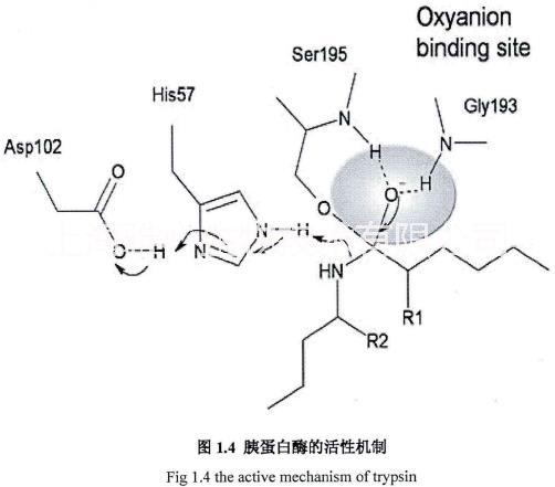 上海市重组胰蛋白酶厂家供应用于胰岛素生产的重组胰蛋白酶