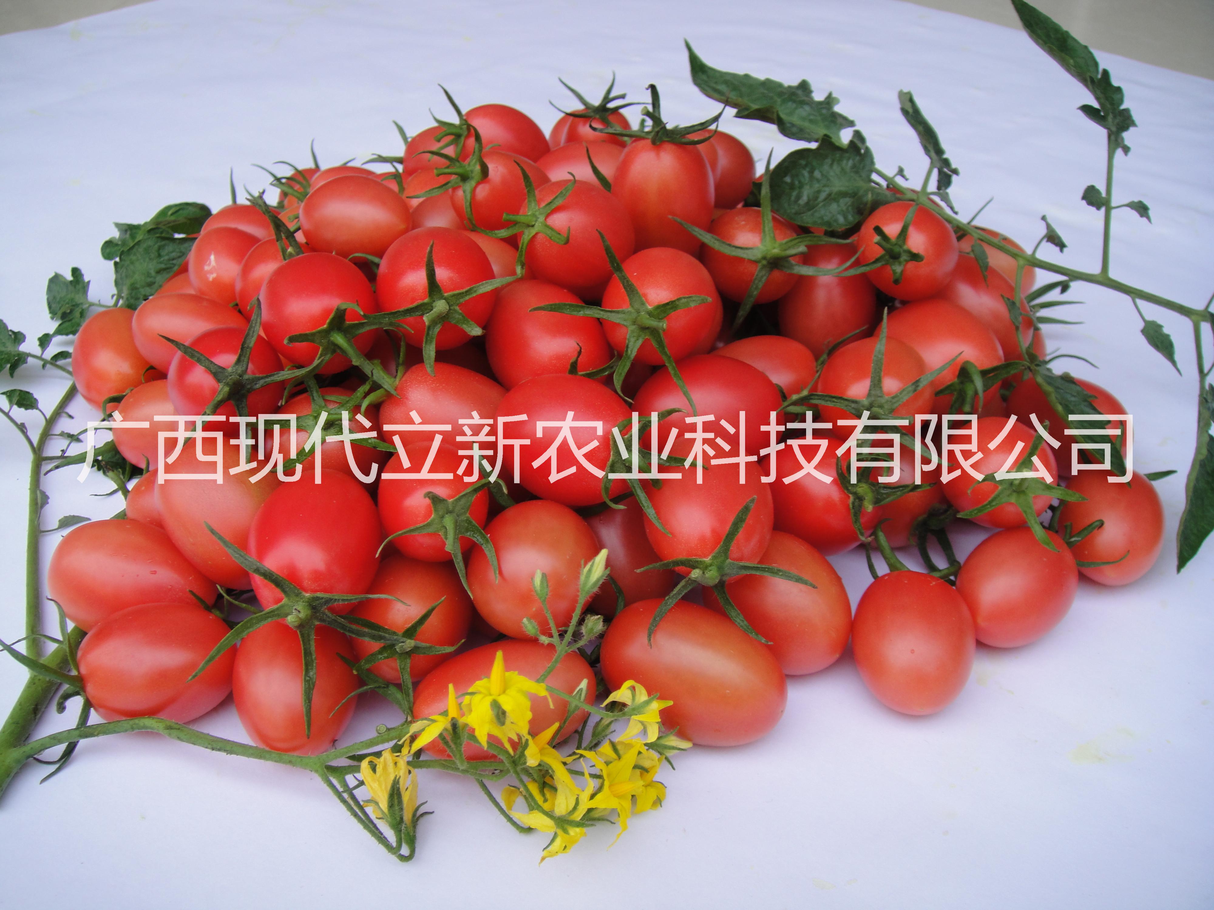 多彩圣女果种子 多彩西红柿种子  多彩圣女果种子 彩色西红柿种子 广西水果公司企业现代立新唯独供应价格