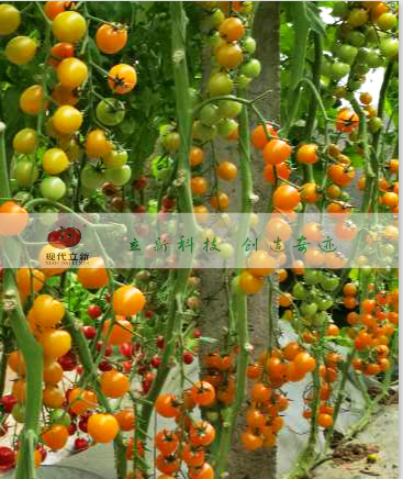 黄西红柿种子价格现代立新黄小蜜由广西西红柿种子培育名企现代立新农业科技有限公司提供图片