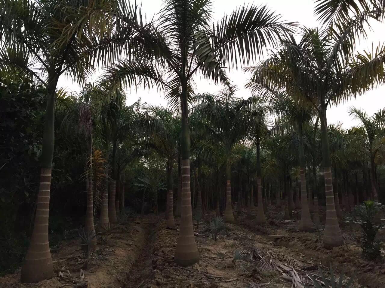 布袋椰子布袋椰子 布袋椰子批发 布袋椰子销售 布袋椰子价格