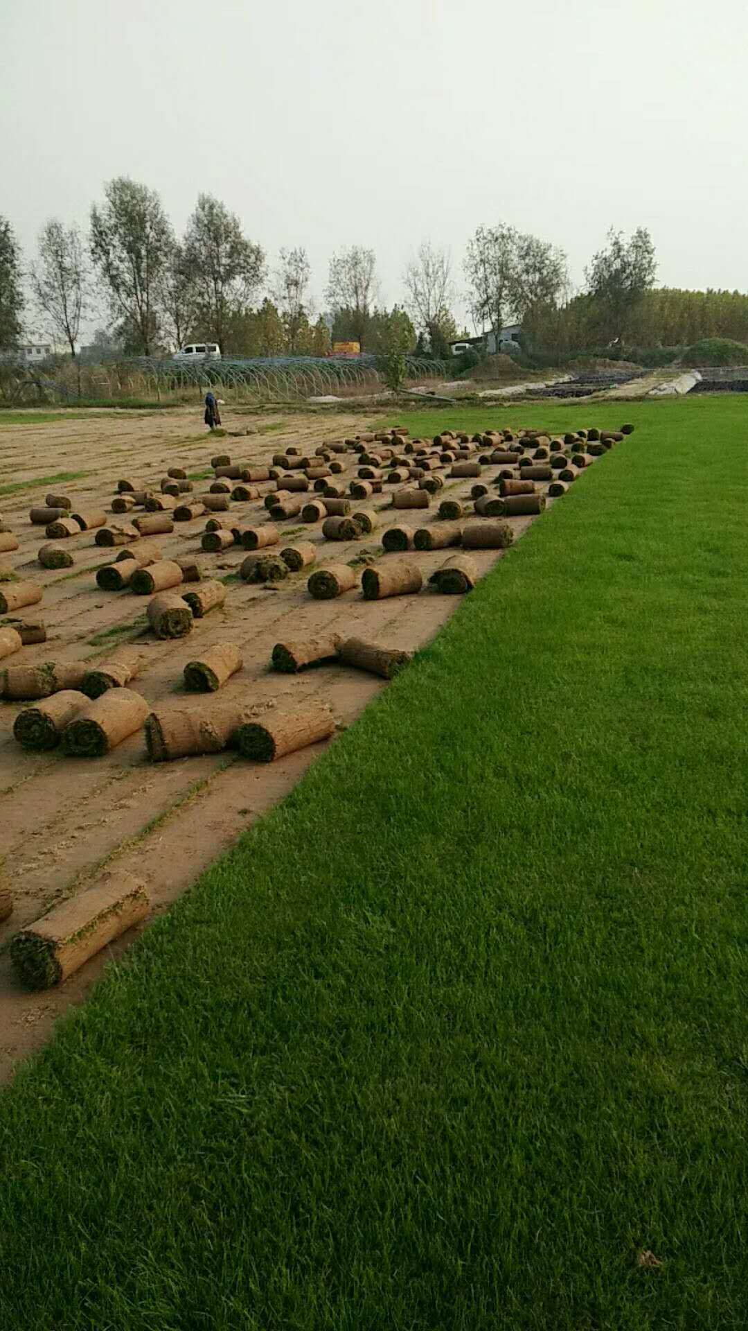 西安专门草坪批发的地方好运来以实惠的价格给您提供优质的草皮