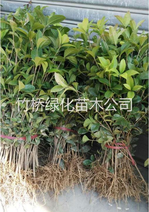 四季桂苗今年报价 广西四季桂苗种植基地 四季桂苗批发价格图片