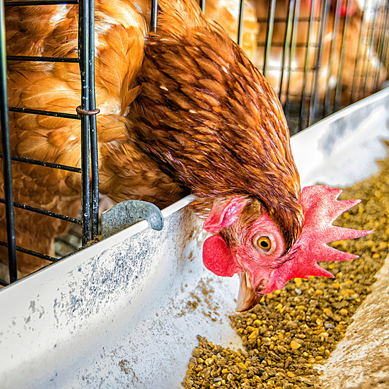 鸡饲料专用添加剂硫酸钙 饲料级石膏粉