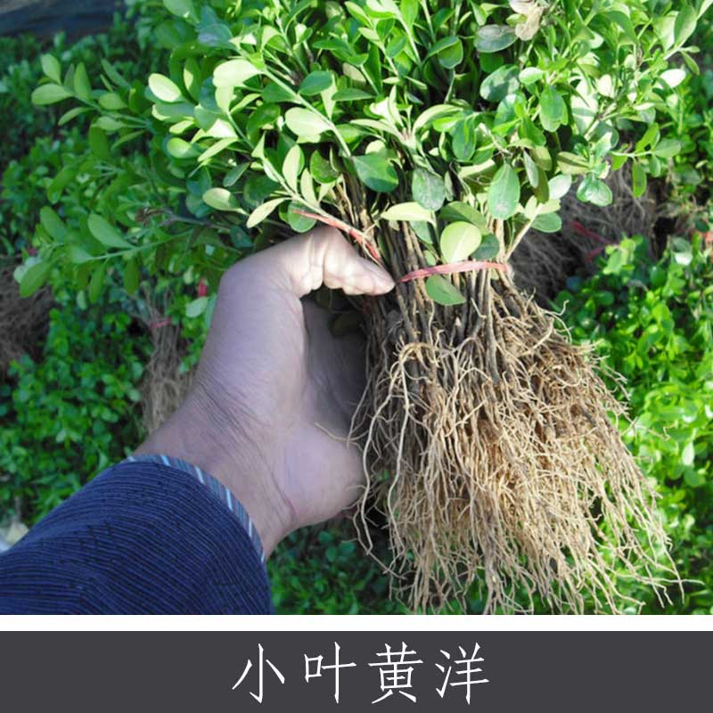 小叶黄杨 优质抗污染常绿灌木 多种功效药用植物批发 欢迎致电订购