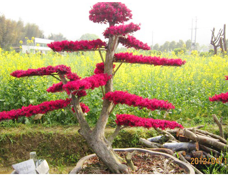 中国特色花卉之一 园林行道观赏常绿灌木，红花继木，绿化苗批发图片