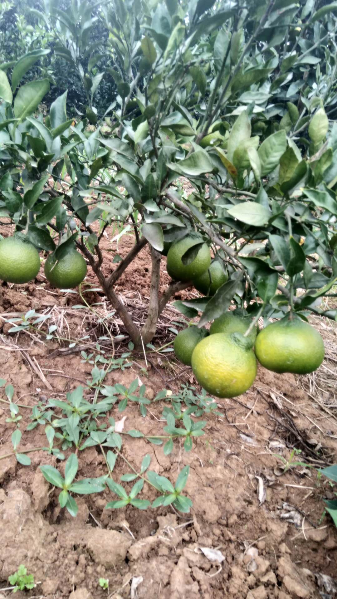 简阳爱媛38号柑桔种植场