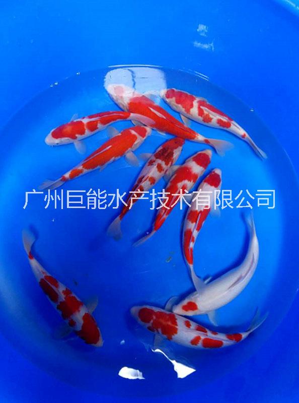 锦鲤鱼苗广州渔场直销日本锦鲤鱼图片