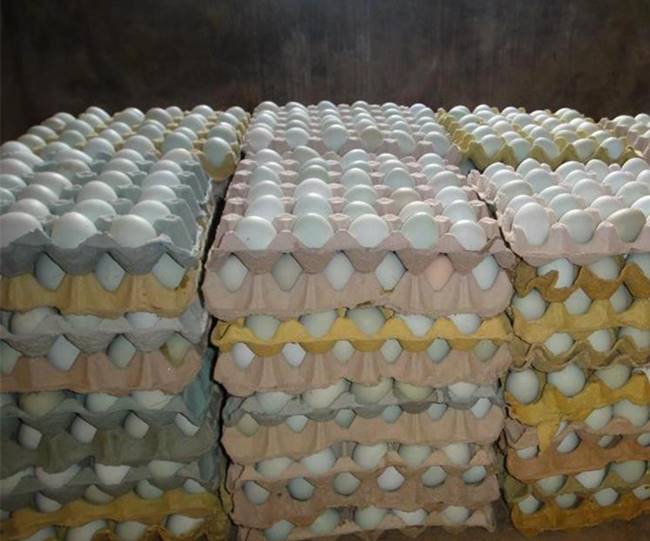大山放养土鸡蛋批发绿壳鸡蛋价格量大从优图片