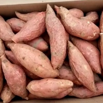 烟薯25大规模种植基地烟薯25生地瓜鲜红薯大量货源批发商供应商厂家图片