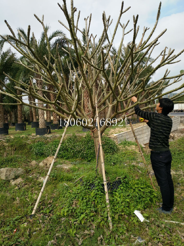 江西鸡蛋花优质苗木，江西鸡蛋花品种，江西鸡蛋花报价，江西鸡蛋花供应，江西鸡蛋花采购中心