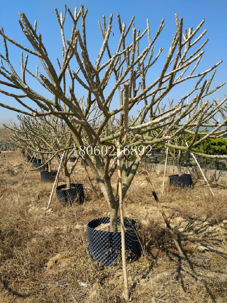 上海鸡蛋花优质苗木，上海鸡蛋花直销，上海鸡蛋花基地，上海鸡蛋花供应，上海鸡蛋花嫁接，上海鸡蛋花精品