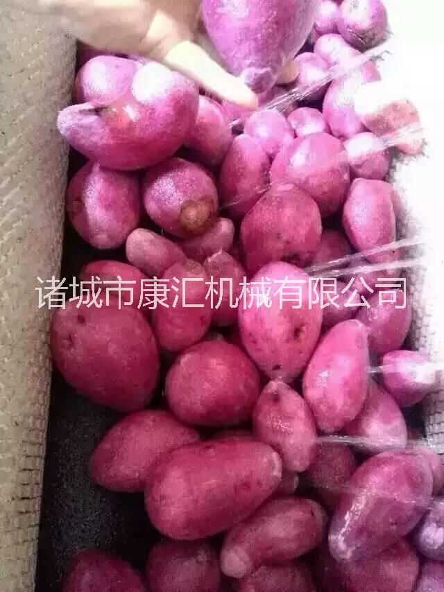 潍坊市净菜加工设备,莲藕清洗机厂家净菜加工设备,莲藕清洗机,马蹄果清洗设备