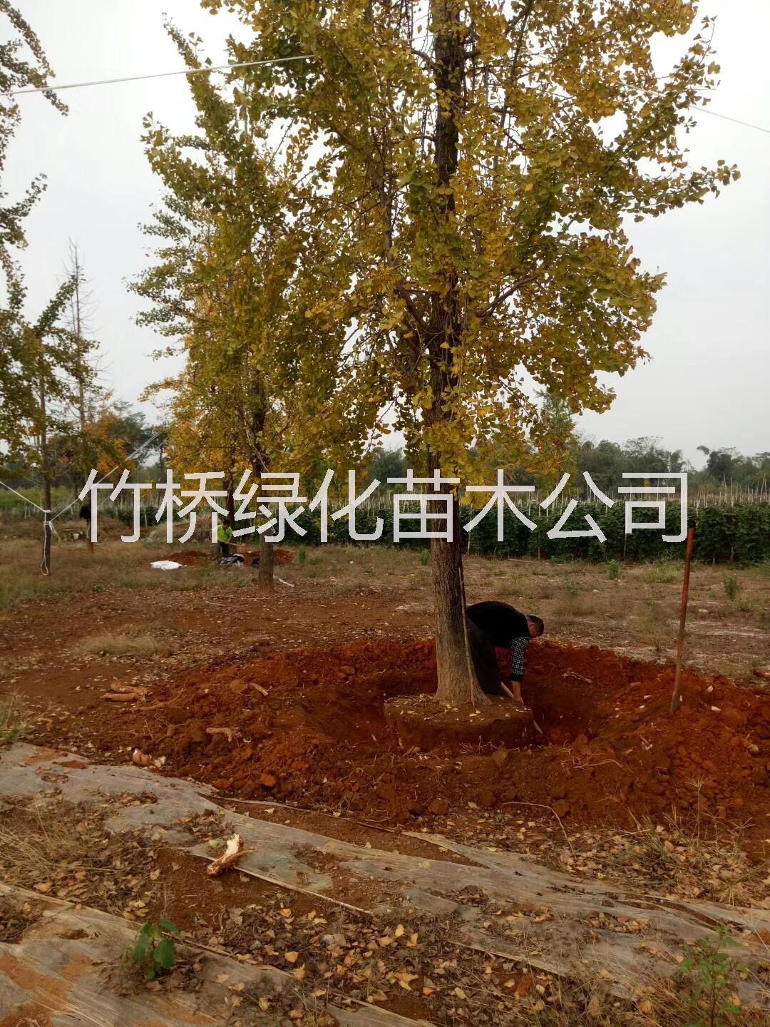 桂林20公分银杏树 20公分银杏树多少钱一棵 25公分银杏树种植