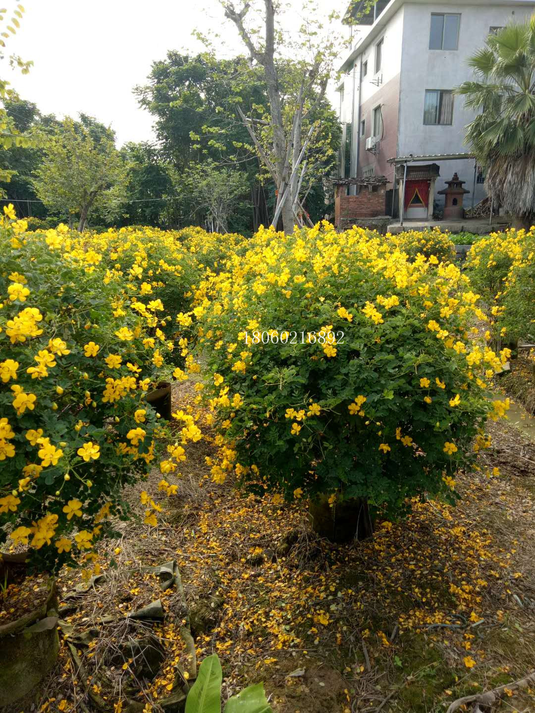 浙江双荚槐球，主营浙江双荚槐球，浙江双荚槐球价格，浙江双荚槐球采购，浙江双荚槐球量大从优