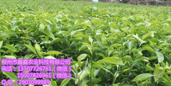供应用于种植的柳州砂糖桔苗价格