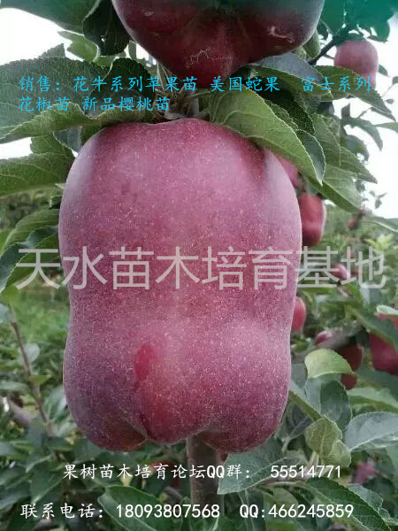 甘肃天水花牛苹果品种苗木 花牛苹果几月份成熟。